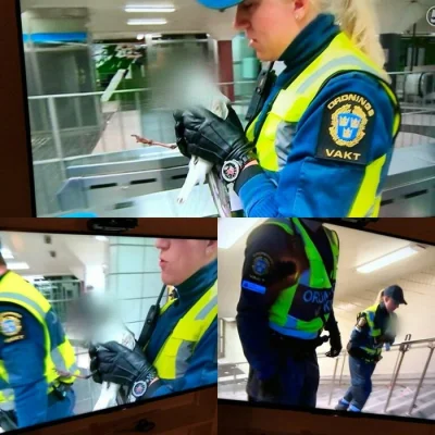 spion999 - Szwedzki kanał telewizyjny zamazał twarz uratowanej mewy, aby nikt nie móg...