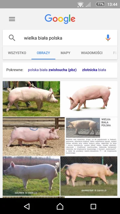 G.....2 - Nawet Google wie że mokry sen nacjololo to żart XD

#narodowcy
#neuropa
#be...