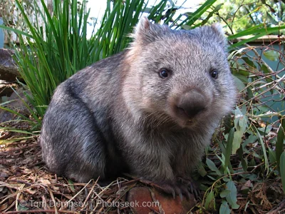 Spartacus999 - #wombat #slodkipiesek