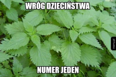 BADWOLFPOL - Kto nie wpier...ł się w pokrzywy ten nie zna życia (ʘ‿ʘ)
#dziecinstwo #...