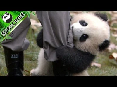 starnak - 【Panda Top3】Nanny could resist panda's cuteness
