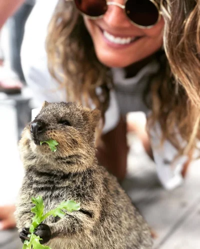 mfek00 - Czas na drugie śniadanko
#quokka #quokkanadzis #zwierzaczki