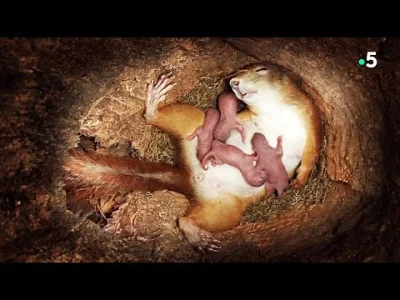 d.....a - Polecam piękny filmik o porodzie wiewiórki i życiu w dziupli (ujęcia z kame...