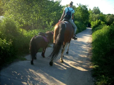 ludolfina - ...mały i duży, wracają po dniu pracy na polanie w parku Kasprowicza . en...