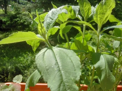 karaichata - Mircy co to za roślina? zasadzona z cebulki niewiadomego pochodzenia #og...