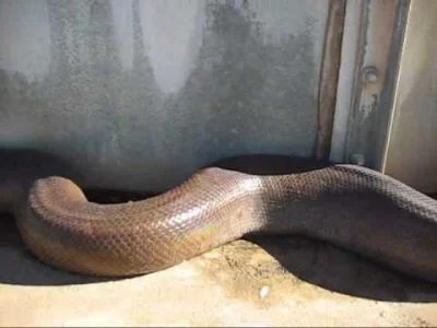 hacerking - To jest największy wąż świata ( ͡° ͜ʖ ͡°)