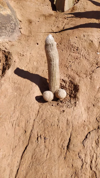 handballer - Pozdrowienia przesyła ten bezcenny argentyński kaktus
#maroko #podroze #...