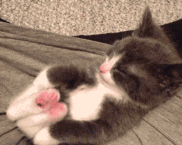 m.....i - #kot #koty #cutenessoverload #katzenpfotchen #gif