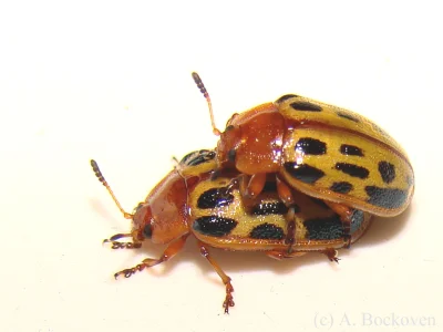 Trumanek - Natura inspiruje.W końcu projekt 911 ma wiele wspólnego z Garbusem (beetle...