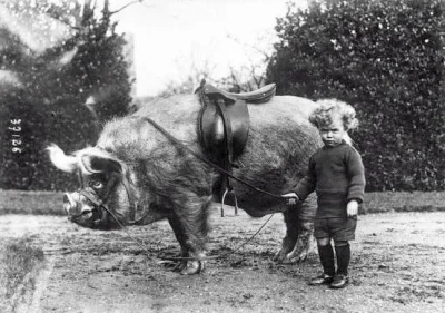 Dravenpl - Padłem :)

Fota małego jeźdźcy świń z 1930 roku

#dziwnezdjecie