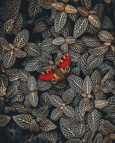 Pani_Asia - #motyl #motyle #przyroda #eyesboners #natura #zwierzaczki #earthporn #bio...