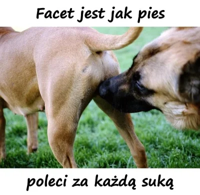 xdpedia - Facet jest jak pies https://www.xdpedia.com/36109/facetjestjak_pies.html #c...