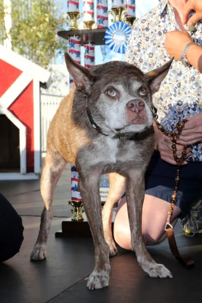 sapowodydo_mruczenia - jeden z finalistów konkursu na najbrzydszego psa świata #smies...