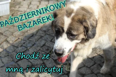 nayka - #wykopdlabenkow #psy #pies #pomagajzwykopem 
Mirasy! Zapraszamy na kolejną e...