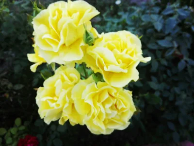 laaalaaa - Róża 28/100 z mojego ogrodu ( ͡° ͜ʖ ͡°)
#mojeroze #chwalesie #ogrodnictwo...