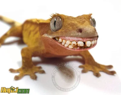 GraveDigger - #gekon z nieco niepokojącym uśmiechem :D

#terrarystyka #fotoszopki