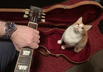 kirby - Zagraj mi serenade człowiek ( ͡º ͜ʖ͡º) #kitku #koty #kot #pokazkota #gitara