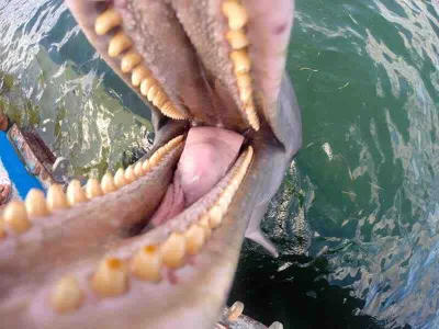 papadance - Delfin próbujący zjeść GoPro

#ciekawostki #heheszki #humorobrazkowy