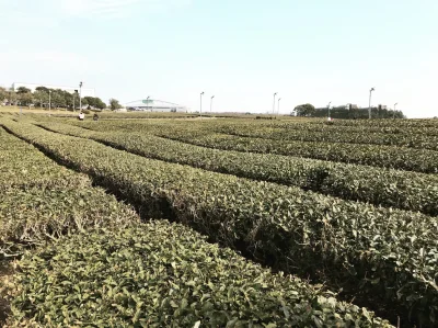 Hercyk - Pozdrawiam z plantacji zielonej herbaty na wyspie Jeju w Korei Południowej (...