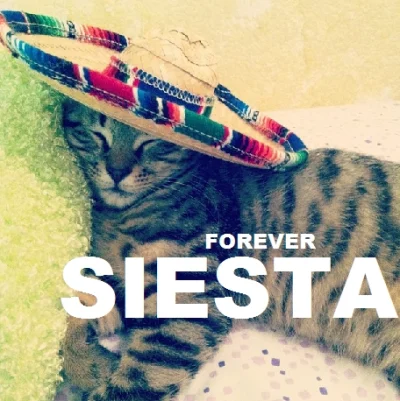 Oszaty - #sombrerocats #sombrero