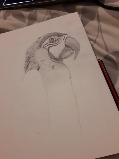blntgr - Mireczki zaczęłam rysować papuge i zastanawiam się czy dobrze to robię 
#rys...