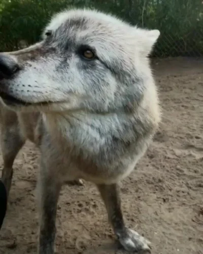Wulfi - Awww

#zwierzaczki #smiesznypiesek #psy #zwierzeta #wilk #wulfi