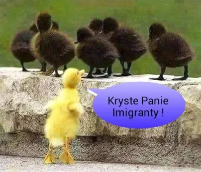 E38740D - @E38740D: ;)
#imigranci #polska #swiat #emigracja #humorobrazkowy