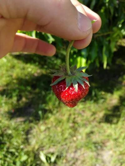 Kurisutofa - Czuć #lato. Pierwsza w tym roku. Pychotka. :-)

#truskawka #owoce #jedze...
