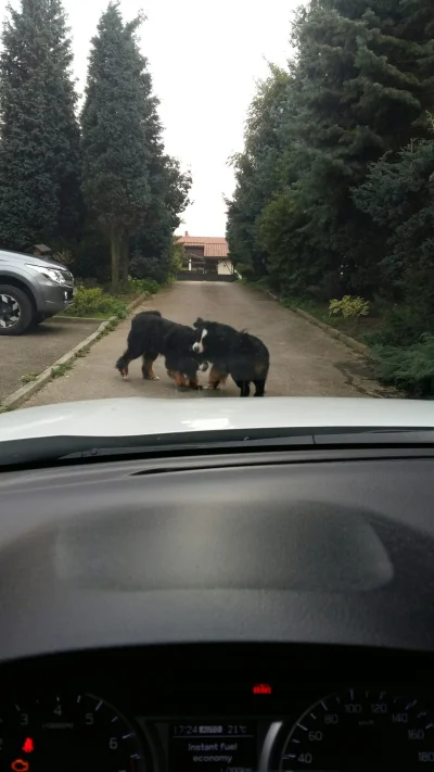 n.....a - Nie ma nudy, bernole zaczęły się naparzać XD bez prądu małe atrakcje cieszą