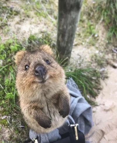 aloszkaniechbedzie - Cześć, weźmiesz mnie?

#quokka #quokkanadzis #zwierzaczki 

#dzi...