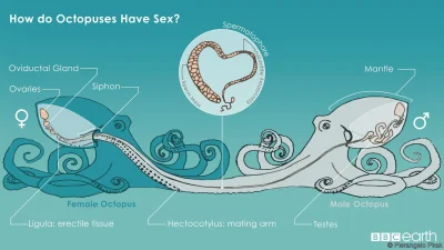fiziaa - Tak ośmiornice uprawiają seks. ;-) #heheszki #ciekawostki #zwierzaczki #sex