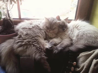 Kotex - Tyyle miłości i futerka na jednym zdjęciu ʕ•ᴥ•ʔ 
#pokazkota #koty