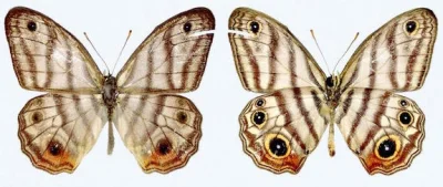 cooldeluxe - Dopiero co odkryte gatunki motyla zostały nazwane na cześć sir Davida At...