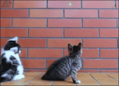 szkkam - #gif #koty #catursday

http://i.imgur.com/1qkAGid.gif