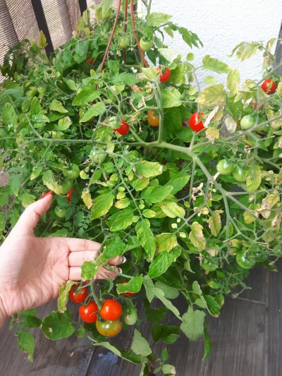 white_widow - #chwalesie #ogrodnictwo #ogrod #pomidory krzaczek nie wytrzymuje presji...