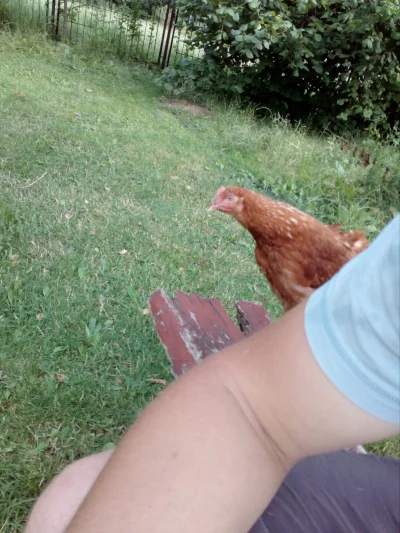 marsellus - Dobry ziomek kurczak, siedzi ze mną na ławce i dyskutuje o życiu( ͡° ͜ʖ ͡...