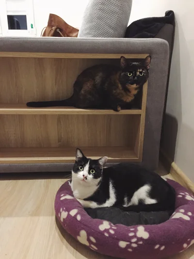 nimithril - Puszka i Bochen bardzo lubią nową kanapę ( ͡° ͜ʖ ͡°) 
#pokazkota #koty #p...