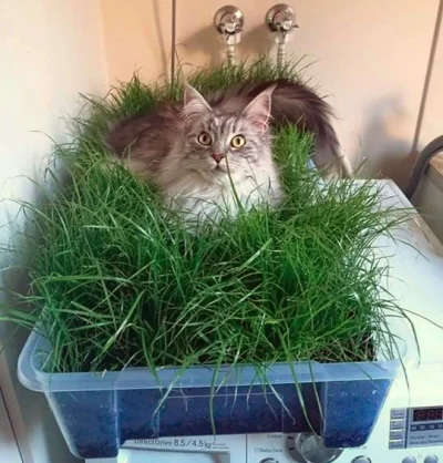 l-da - trawa posiana dla niewychodzącego z domu kota
#koty #zwierzeta