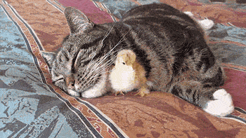 tuhna - No to układam się do spania. #dobranoc Mireczki :)

#koty #kurczaki #gif
