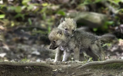 Wulfi - Wilcze szczeniaczki ( ͡° ͜ʖ ͡°)

#wilk #wilki #zwierzeta #zwierzaczki #smie...
