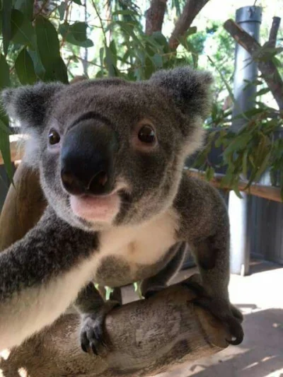 Najzajebistszy - Tak się robi selfiaczka. ʕ•ᴥ•ʔ

#koalowabojowka #zwierzaczki #koala