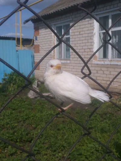 Mesk - Biały kruk - wróbel albinos #ornitologia #ptaki #ciekawostki #fotografia #hehe...