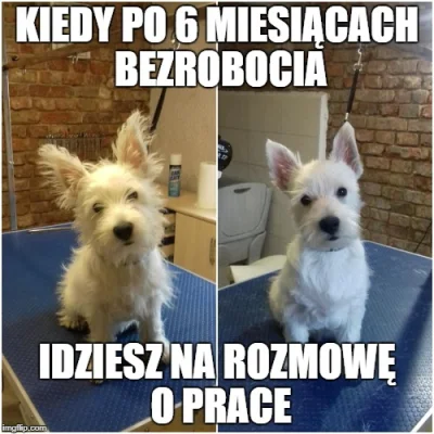 Coreq - ( ͡º ͜ʖ͡º) #meme #smiesznypiesek #pracbaza