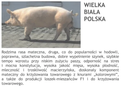 naczarak - @lucyferia: 


 Kiedyś Polska będzie wielka

xD XD



SPOILER
SPOILER