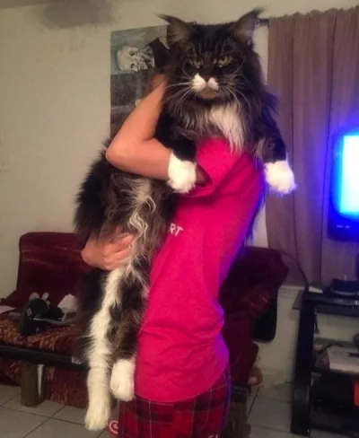 KrzysiekEire - @NoOne3: koty też bywają większe