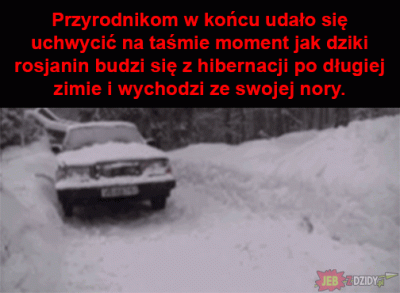 Paluszek_rybny - #gif #przyroda #krystynaczubowna #humor