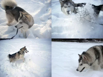 ididitmyway - #pokazpsa #alaskan #malamute #swiniak #pies Już czeka na zimę i propsuj...