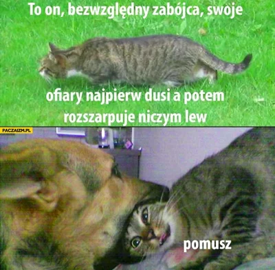 Byakuya7 - #koty #pomusz 
#heheszki