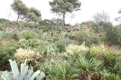 C.....r - > 6729

@jarnunvosk: Ogród botaniczny gdzieś w Hiszpani bodaj.