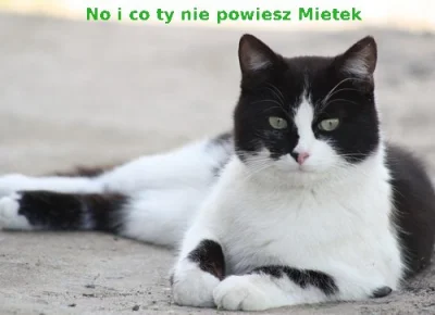 Bets - #koty #kot #humorobrazkowy #humorobrazkowy #tagujtogowno #mem